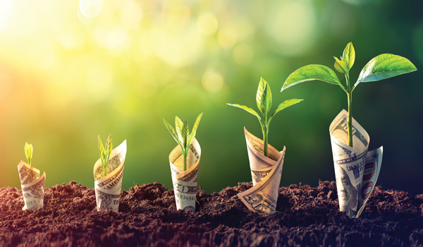 Plants of varying sizes planted in the ground, wrapped in bills